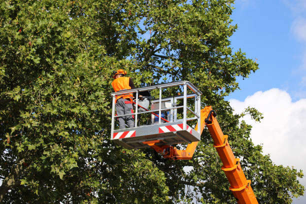 Large Tree Removal in Keowee Key, SC